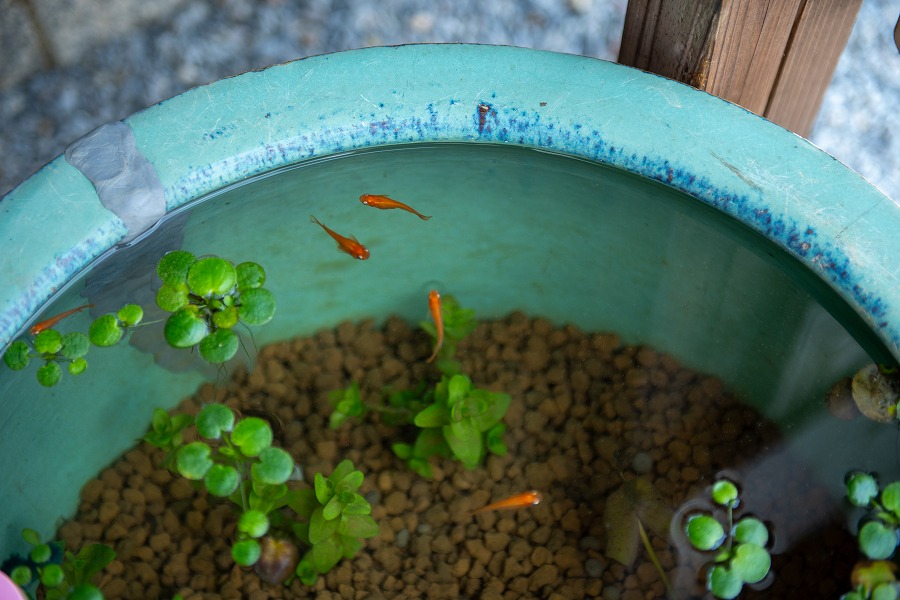 江戸蕎麦平家